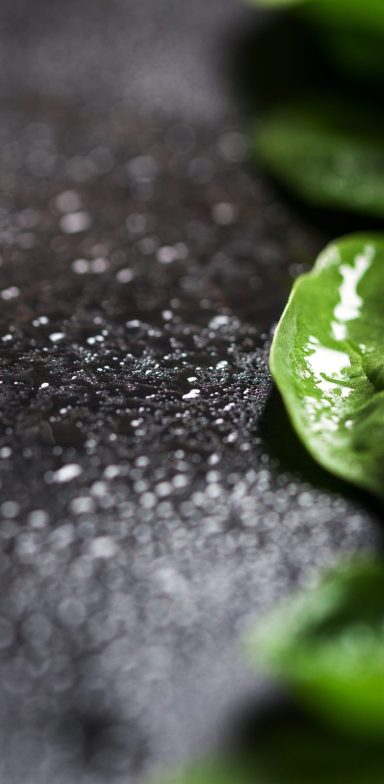 Grünes Blatt auf einem dunklen, strukturierten Hintergrund.